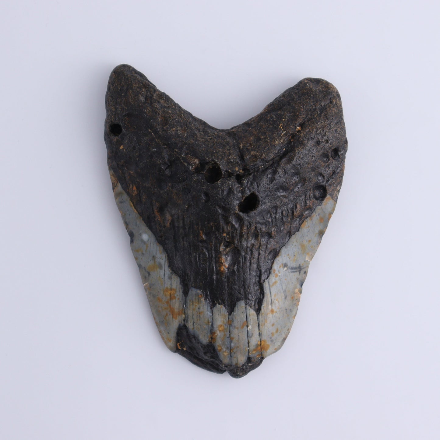 Megalodon Teeth Set of 3 - Expert Wholesale and Supplier of Wholesale Crystals & Bulk Gemstones, ["Megalodon Teeth","United States"]