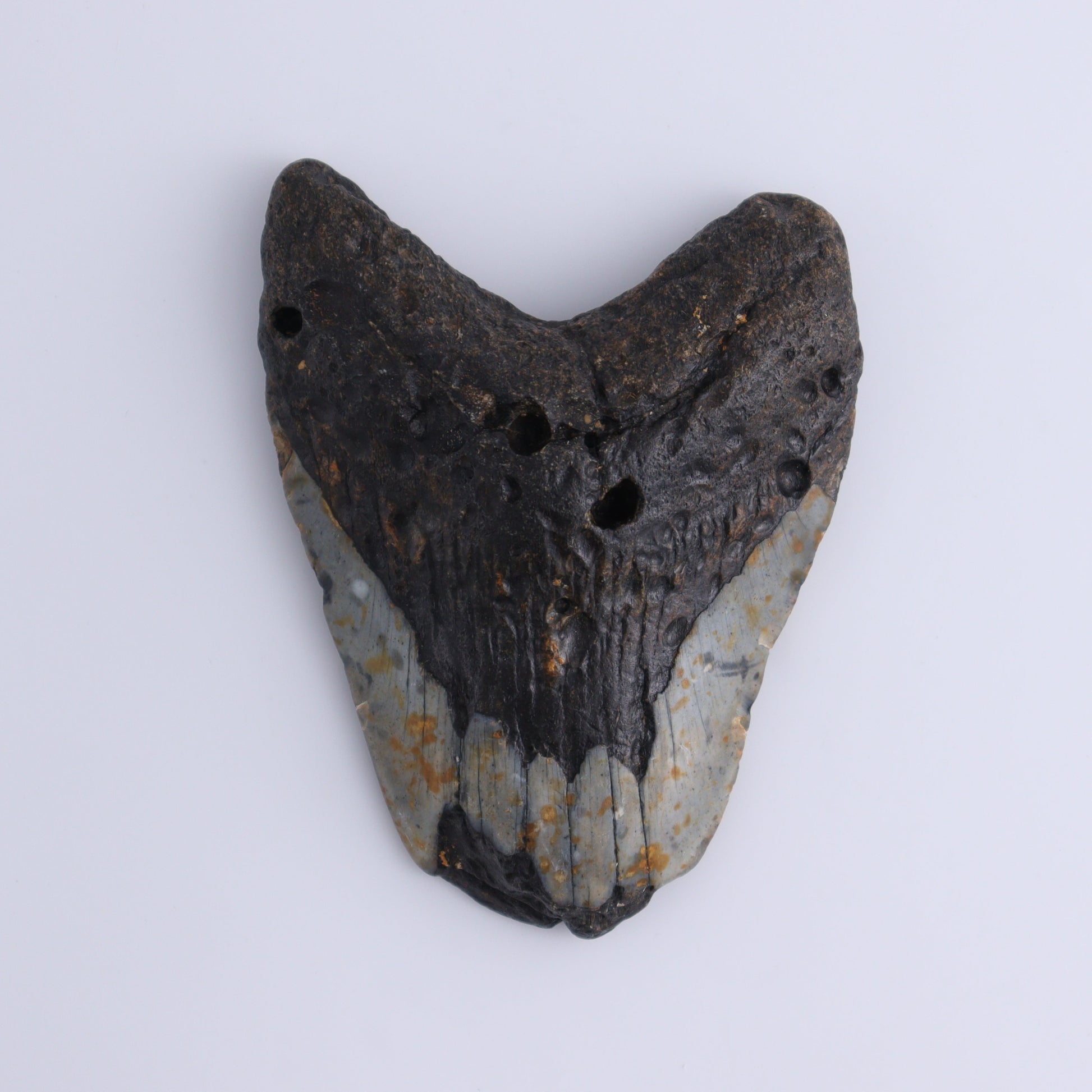 Megalodon Teeth Set of 3 - Expert Wholesale and Supplier of Wholesale Crystals & Bulk Gemstones, ["Megalodon Teeth","United States"]