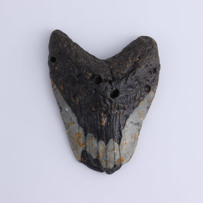 Megalodon Teeth Set of 3 - Expert Wholesale and Supplier of Wholesale Crystals & Bulk Gemstones, ["Megalodon Teeth","United States"]
