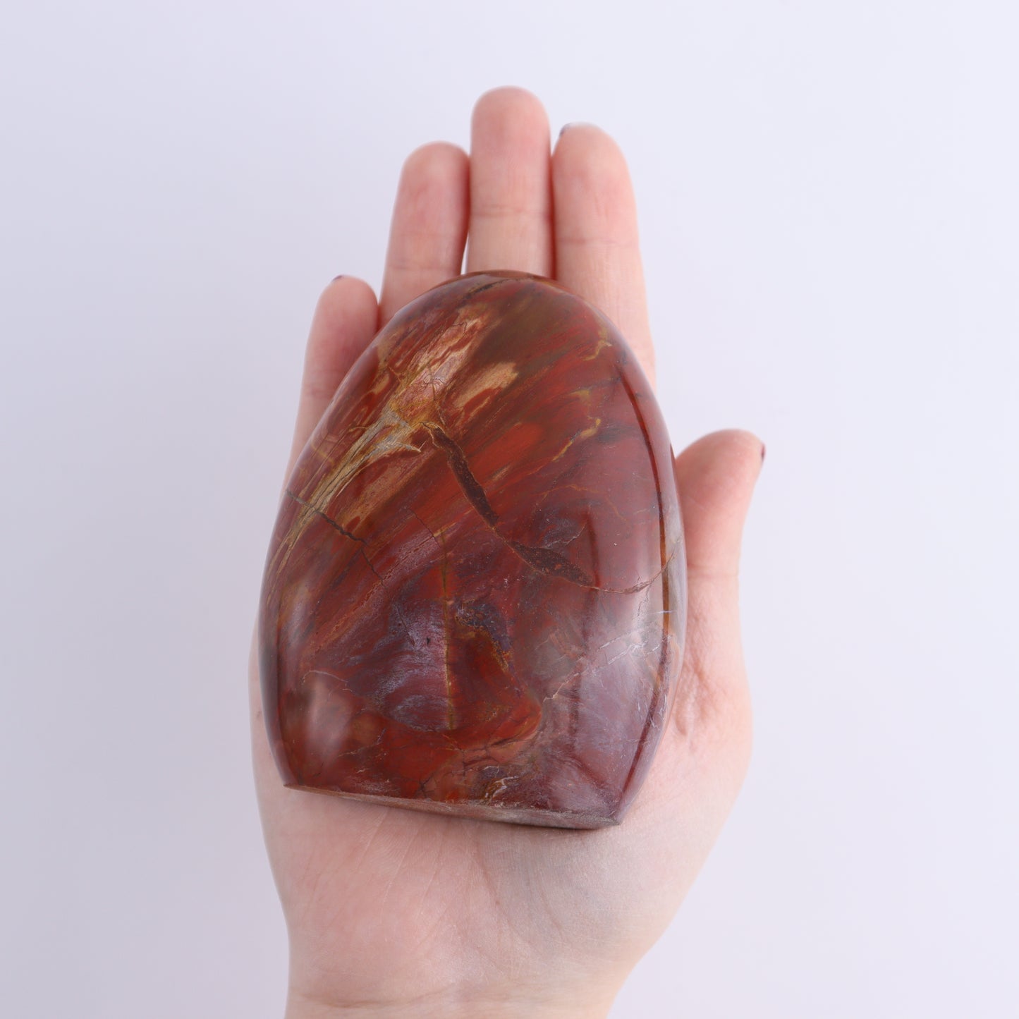 Petrified Wood Freeforms Set of 6 - Expert Wholesale and Supplier of Wholesale Crystals & Bulk Gemstones, ["Freeform","Freeforms","Madagascar","Petrified Wood"]