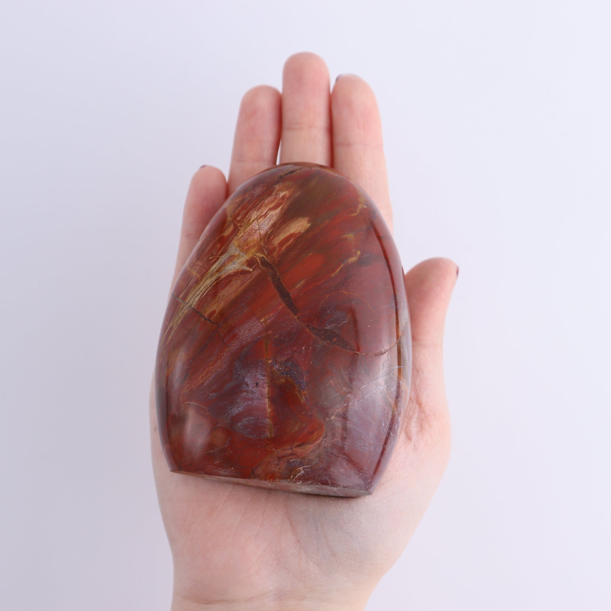 Petrified Wood Freeforms Set of 6 - Expert Wholesale and Supplier of Wholesale Crystals & Bulk Gemstones, ["Freeform","Freeforms","Madagascar","Petrified Wood"]