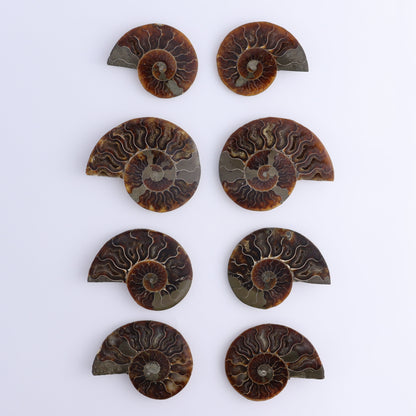 Ammonite Shells Set of 8 - Expert Wholesale and Supplier of Wholesale Crystals & Bulk Gemstones, ["Ammonite","Madagascar","shells"]