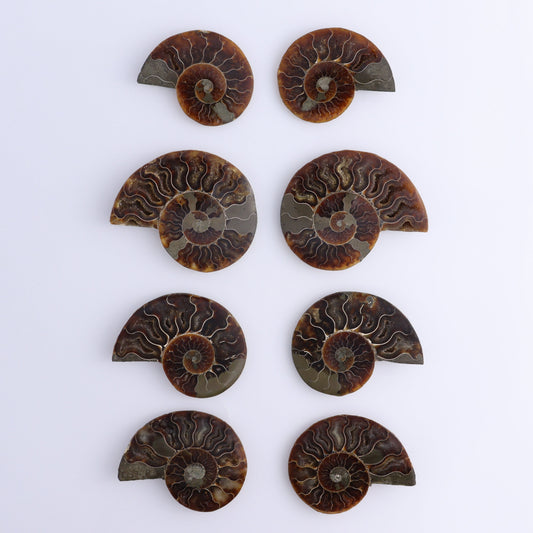 Ammonite Shells Set of 8 - Expert Wholesale and Supplier of Wholesale Crystals & Bulk Gemstones, ["Ammonite","Madagascar","shells"]