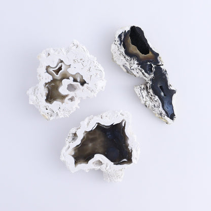 Agatized Coral Flat - Expert Wholesale and Supplier of Wholesale Crystals & Bulk Gemstones, ["Agate","Agatized Coral","Coral","United States"]