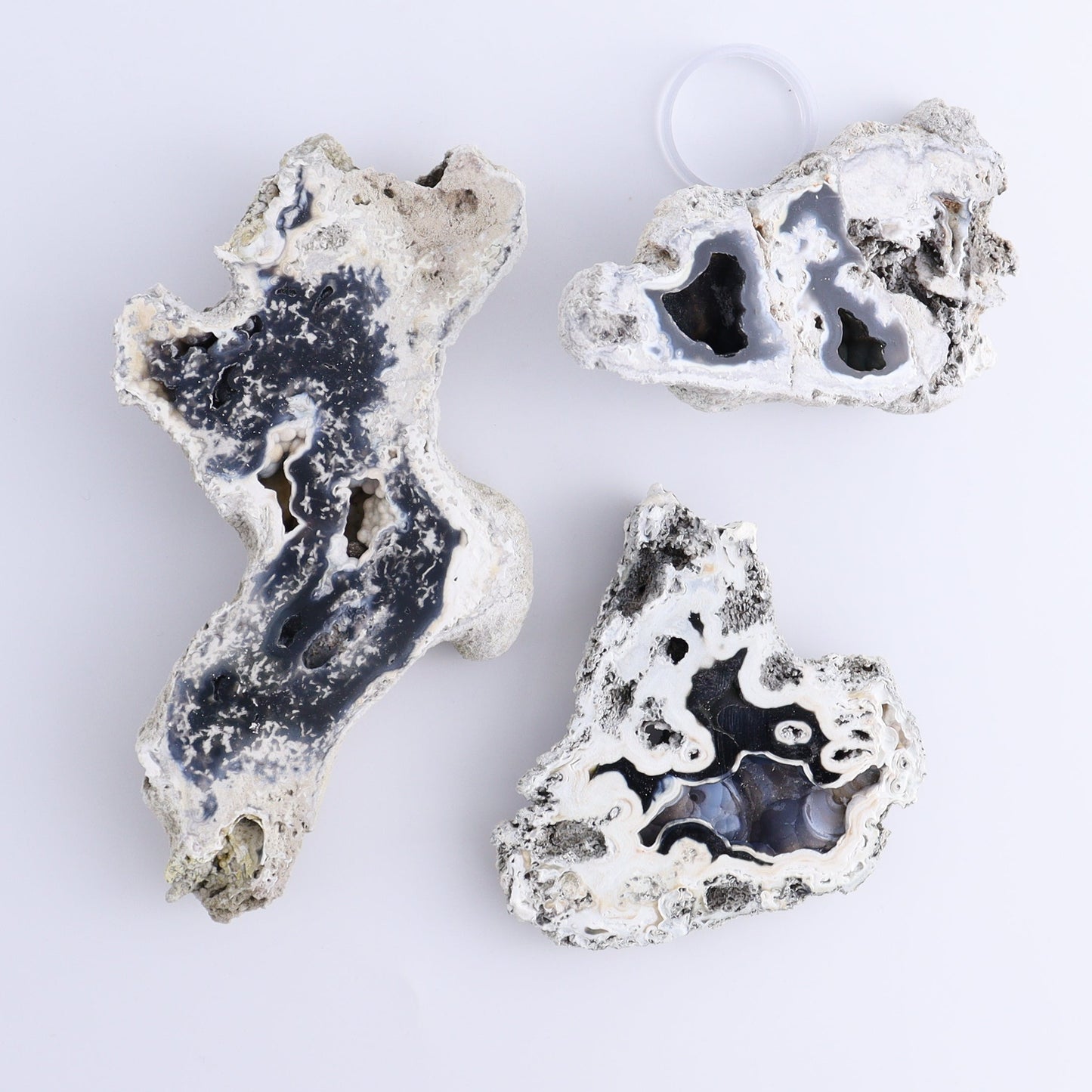 Agatized Coral Flat - Expert Wholesale and Supplier of Wholesale Crystals & Bulk Gemstones, ["Agate","Agatized Coral","Coral","United States"]