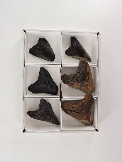 Megalodon Teeth Flat Set of 6