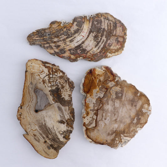 Petrified Wood Slices & Slabs Set of 3