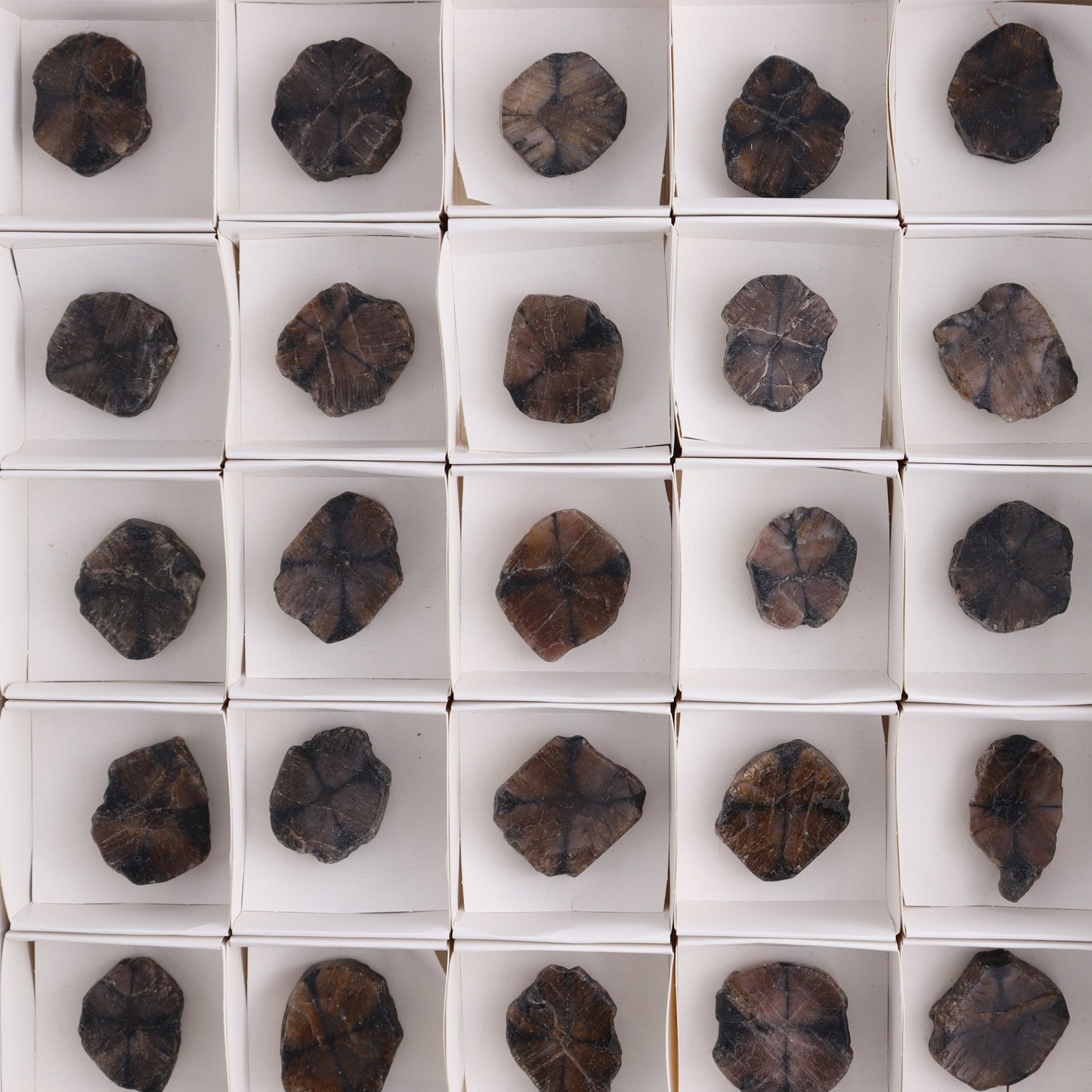 Chiastolite Flat of 35 - Expert Wholesale and Supplier of Wholesale Crystals & Bulk Gemstones, ["chiastolite","China","flat","Flats"]