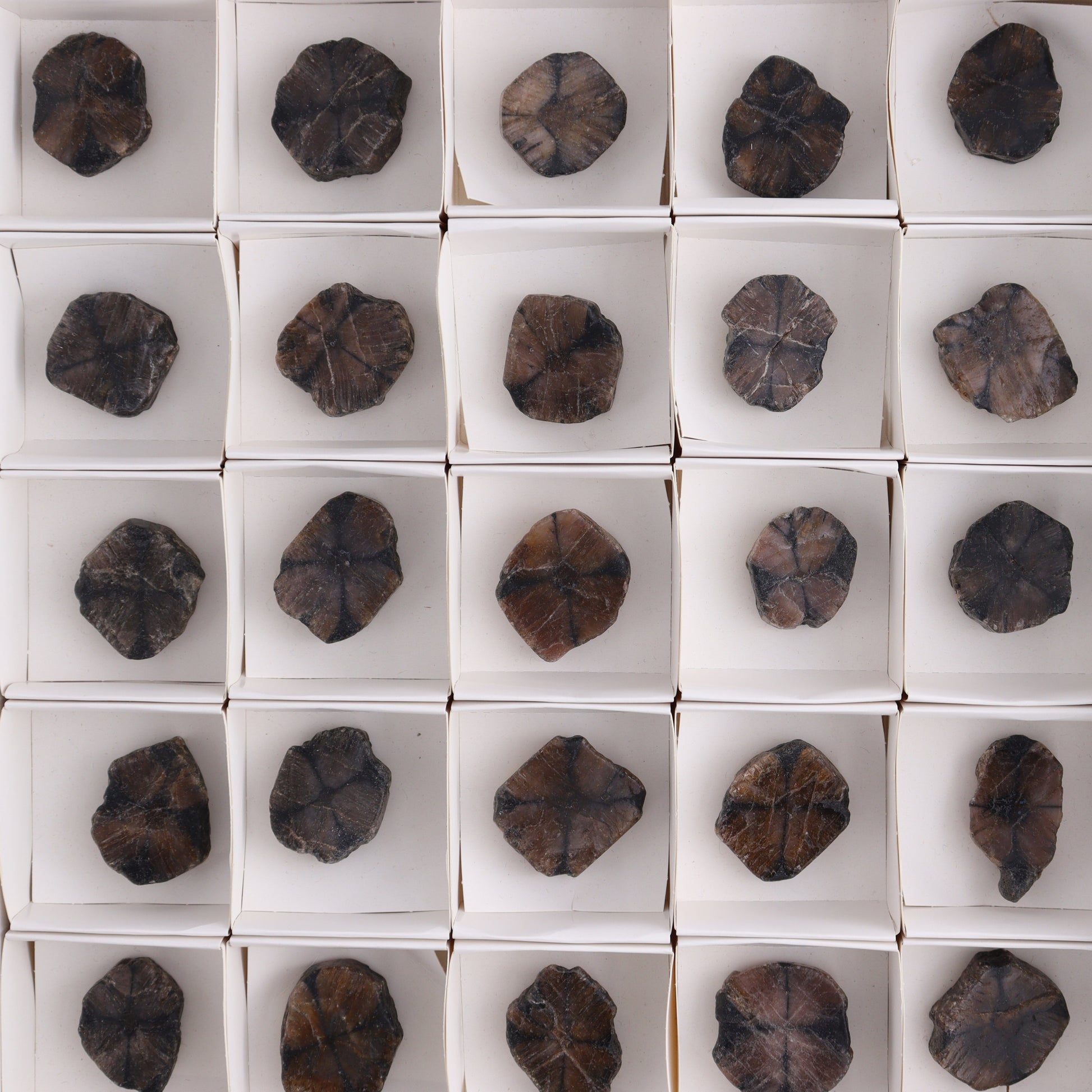 Chiastolite Flat of 35 - Expert Wholesale and Supplier of Wholesale Crystals & Bulk Gemstones, ["chiastolite","China","flat","Flats"]