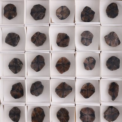 Chiastolite Flat of 35 - Expert Wholesale and Supplier of Wholesale Crystals & Bulk Gemstones, ["chiastolite","China","flat","Flats"]