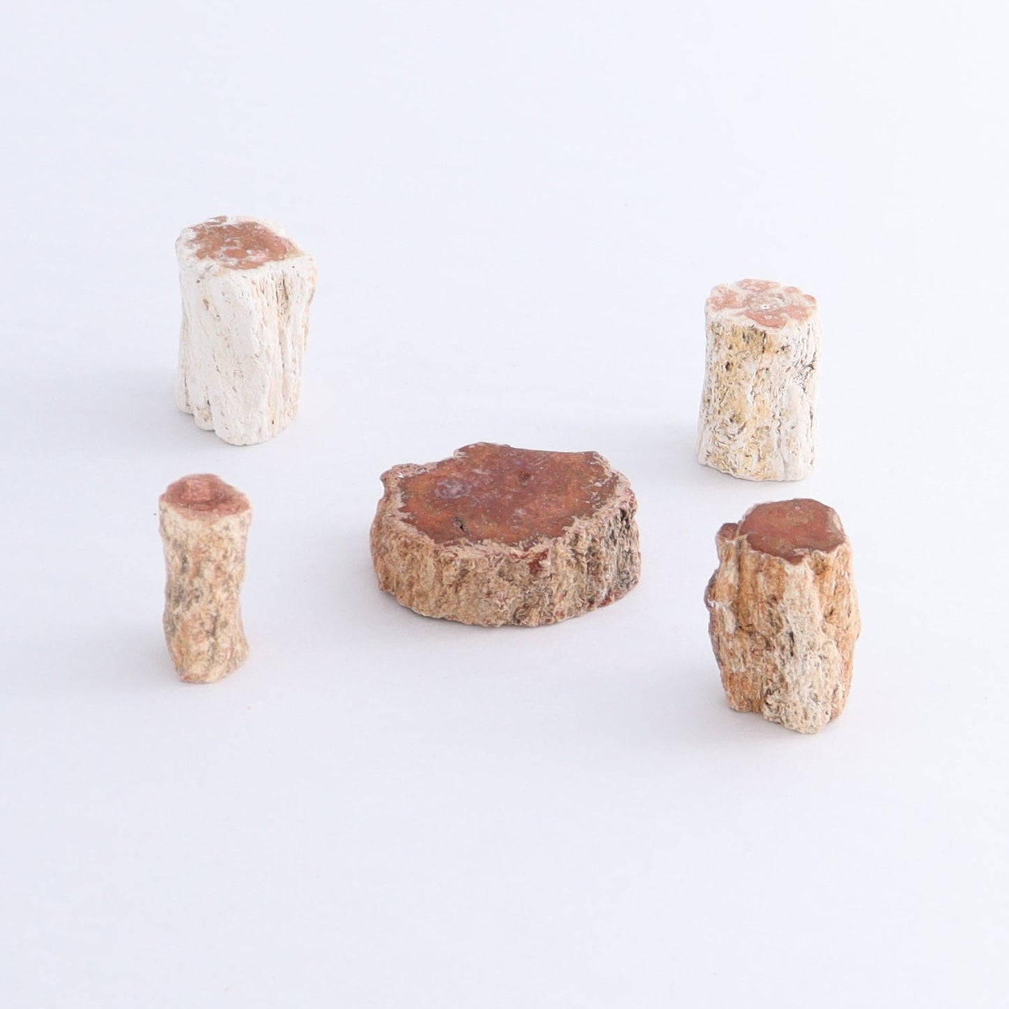 Petrified Wood Cut Bases Set of 20 - Expert Wholesale and Supplier of Wholesale Crystals & Bulk Gemstones, ["Cut Base","Petrified Wood"]