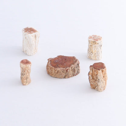 Petrified Wood Cut Bases Set of 20 - Expert Wholesale and Supplier of Wholesale Crystals & Bulk Gemstones, ["Cut Base","Petrified Wood"]