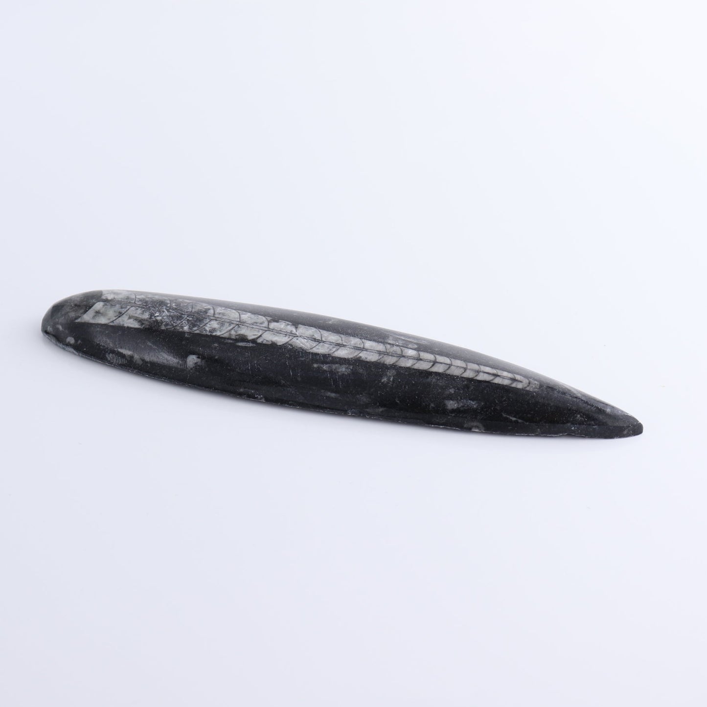 One Orthoceras Fossil
