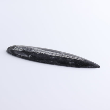 One Orthoceras Fossil