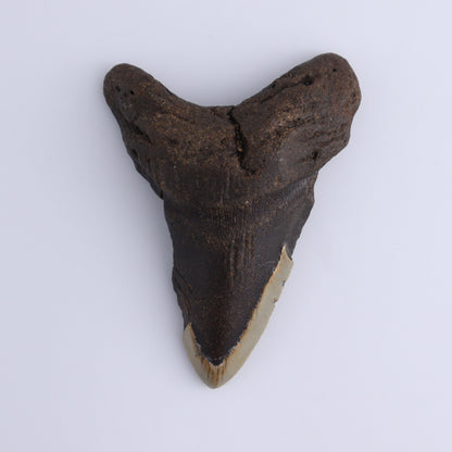 Megalodon Teeth Set of 3 - Expert Wholesale and Supplier of Wholesale Crystals & Bulk Gemstones, ["Megalodon Teeth","United States"]