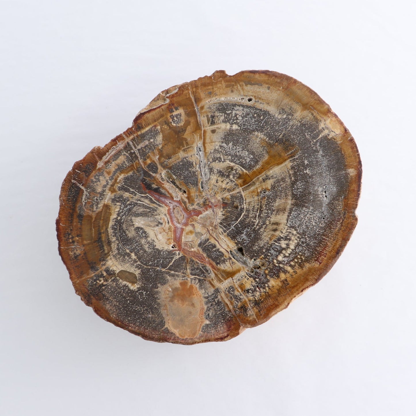 Petrified Wood Cut Base