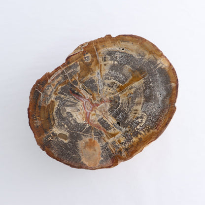 Petrified Wood Cut Base