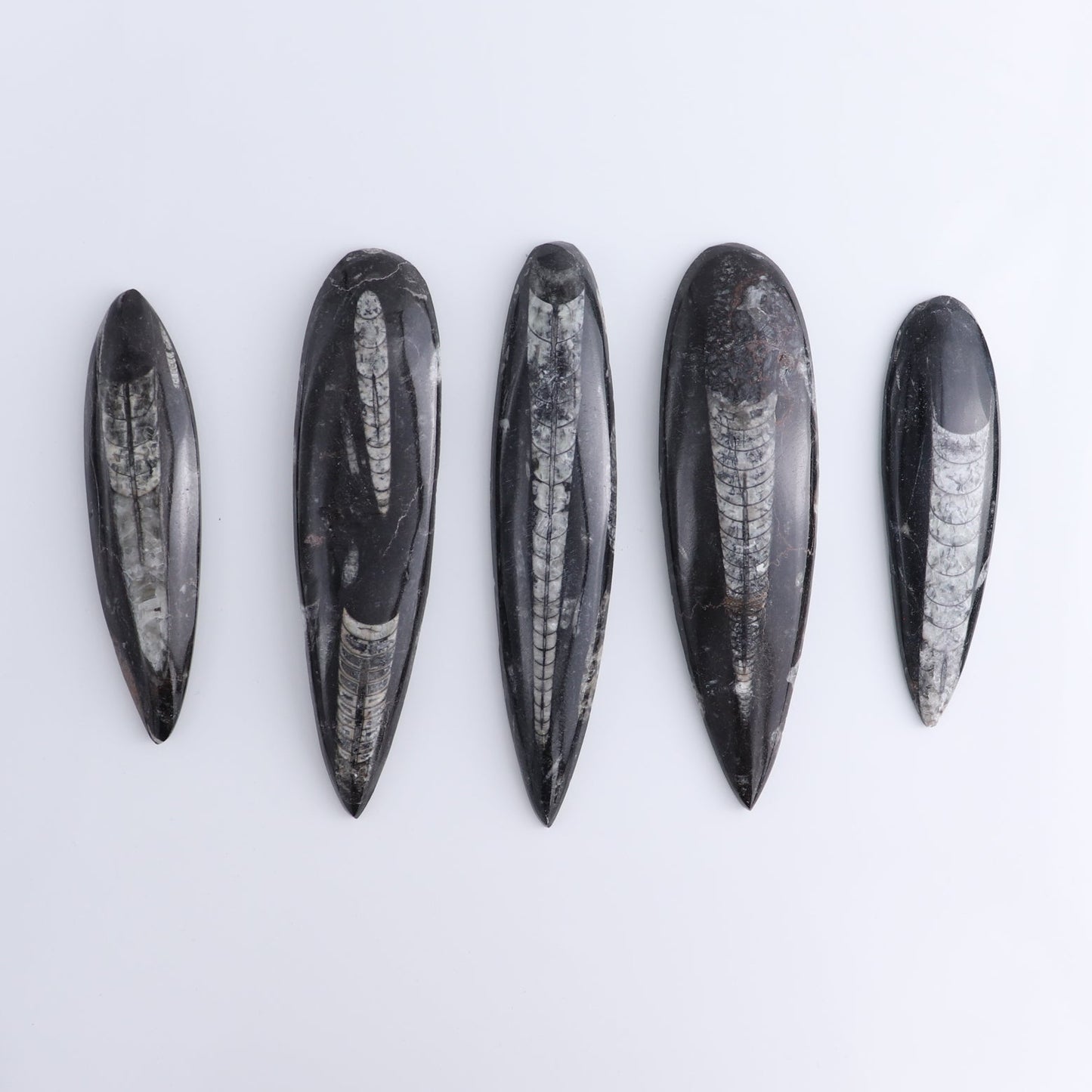 One Orthoceras Fossil
