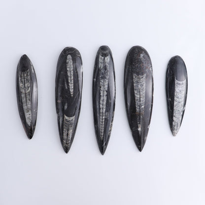 One Orthoceras Fossil