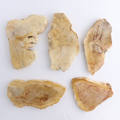 Petrified Wood Slices & Slabs Set of 5