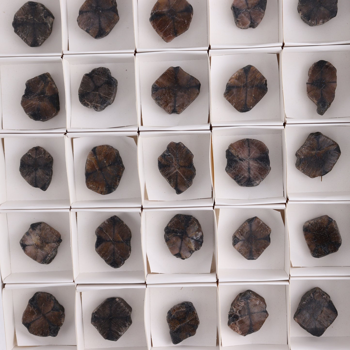 Chiastolite Flat of 35 - Expert Wholesale and Supplier of Wholesale Crystals & Bulk Gemstones, ["chiastolite","China","flat","Flats"]