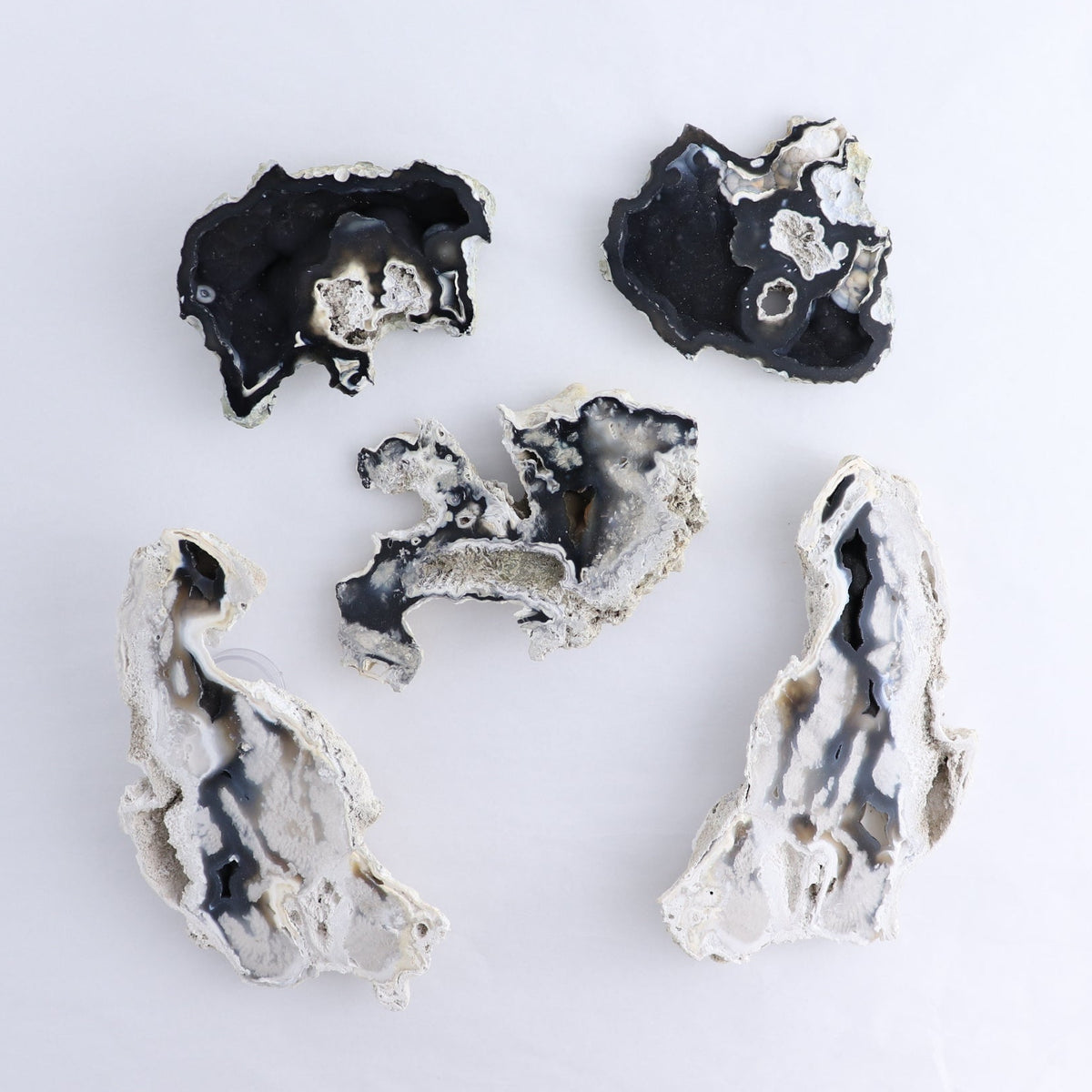Agatized Coral Set of 5
