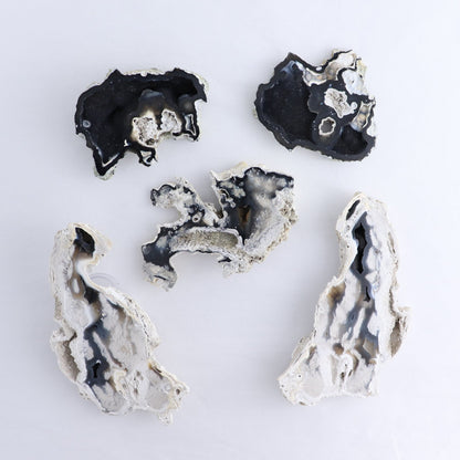 Agatized Coral Set of 5