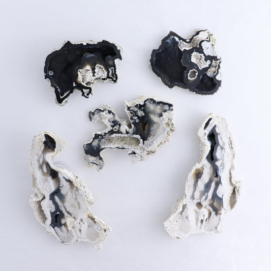 Agatized Coral Set of 5