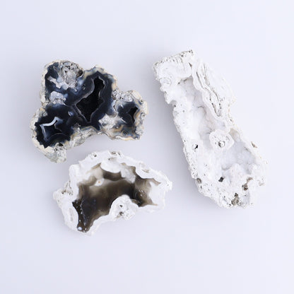 Agatized Coral Flat - Expert Wholesale and Supplier of Wholesale Crystals & Bulk Gemstones, ["Agate","Agatized Coral","Coral","United States"]