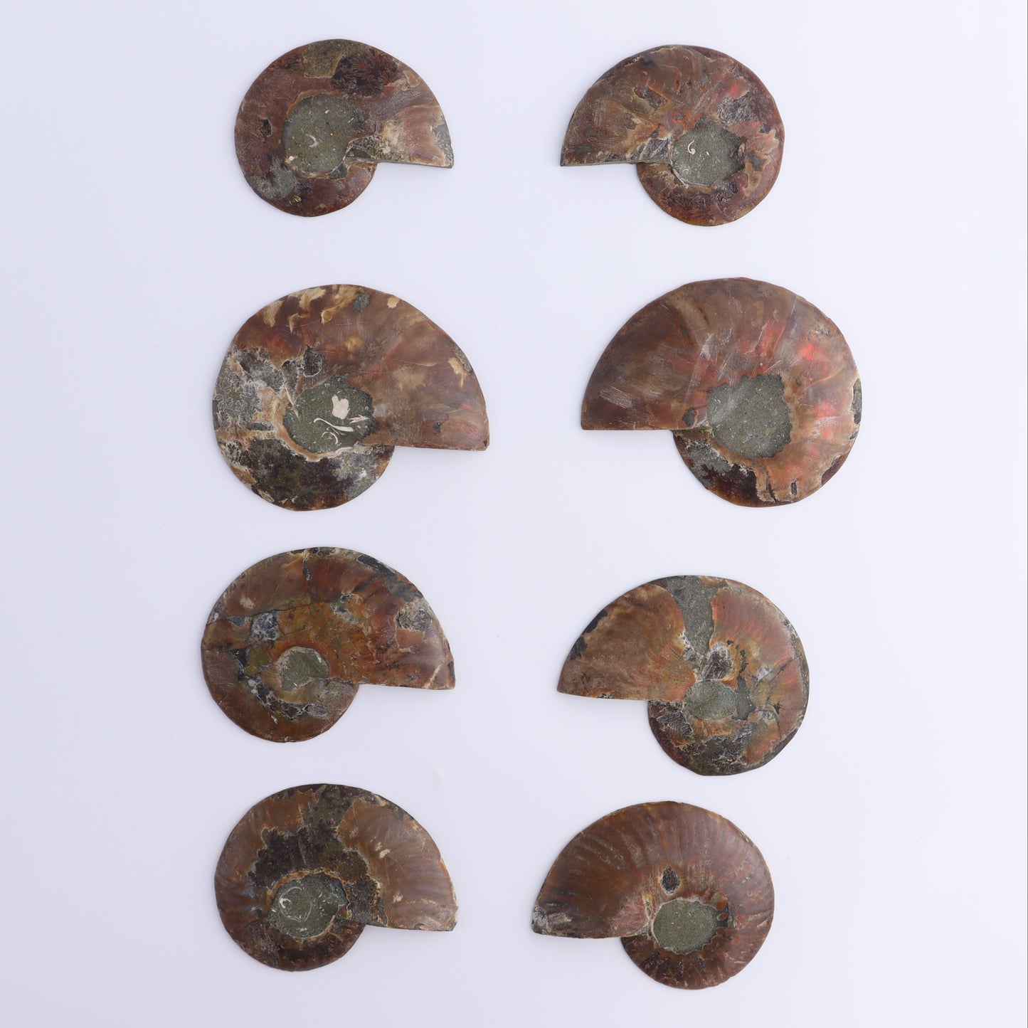 Ammonite Shells Set of 8 - Expert Wholesale and Supplier of Wholesale Crystals & Bulk Gemstones, ["Ammonite","Madagascar","shells"]