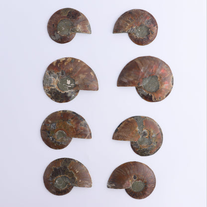 Ammonite Shells Set of 8 - Expert Wholesale and Supplier of Wholesale Crystals & Bulk Gemstones, ["Ammonite","Madagascar","shells"]