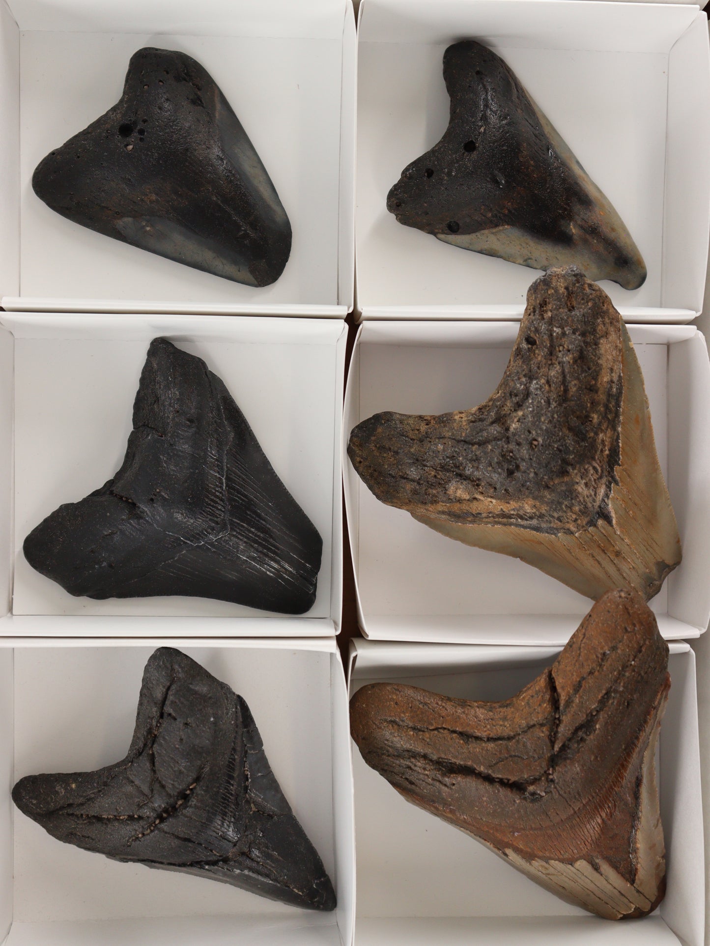 Megalodon Teeth Flat Set of 6