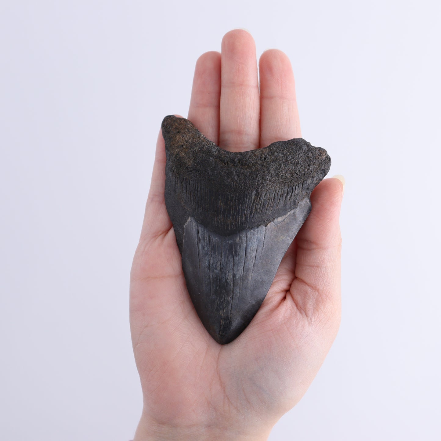 Megalodon Teeth Set of 3 - Expert Wholesale and Supplier of Wholesale Crystals & Bulk Gemstones, ["Megalodon Teeth","United States"]
