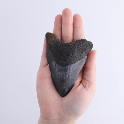 Megalodon Teeth Set of 3 - Expert Wholesale and Supplier of Wholesale Crystals & Bulk Gemstones, ["Megalodon Teeth","United States"]