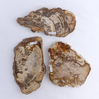 Petrified Wood Slices & Slabs Set of 3
