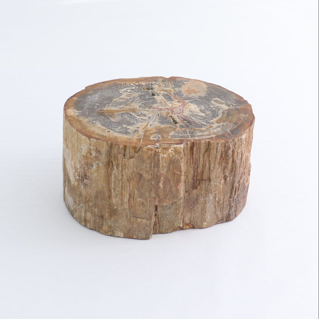 Petrified Wood Cut Base