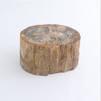 Petrified Wood Cut Base