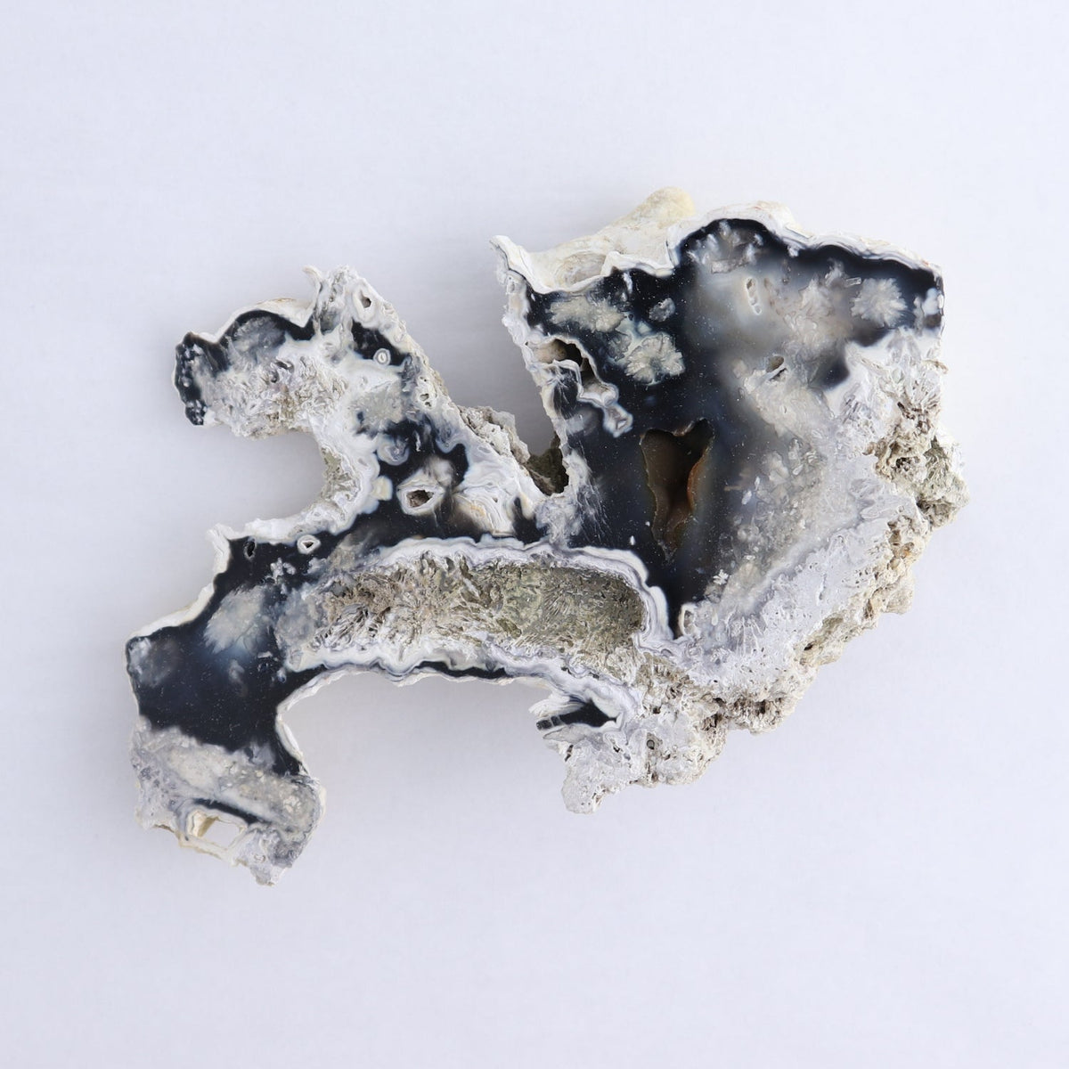 Agatized Coral Set of 5