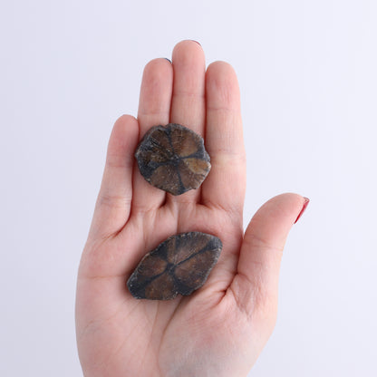 Chiastolite Flat of 35 - Expert Wholesale and Supplier of Wholesale Crystals & Bulk Gemstones, ["chiastolite","China","flat","Flats"]