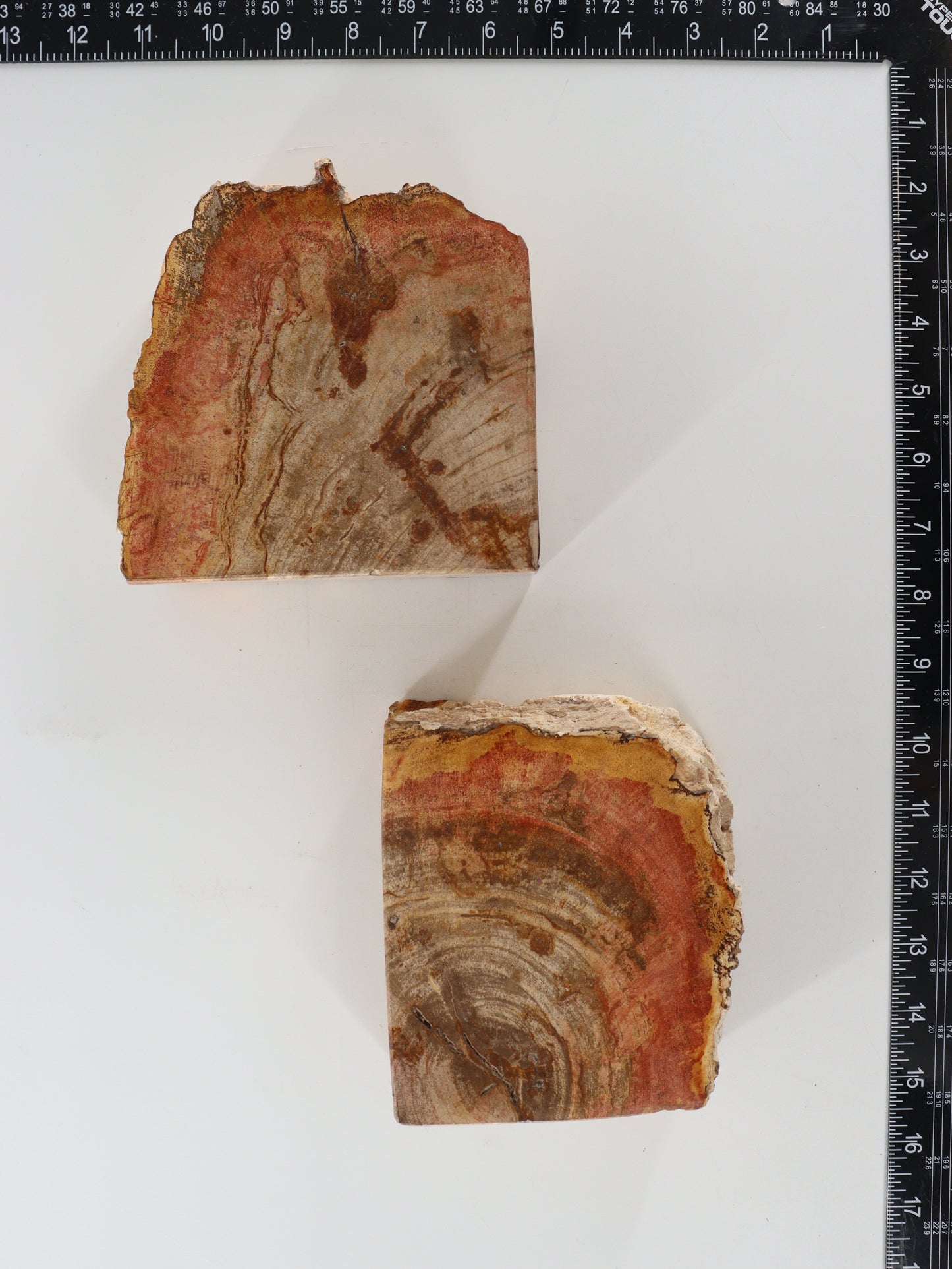 Petrified Wood Bookends - Expert Supplier of Wholesale Crystals & Bulk Gemstones