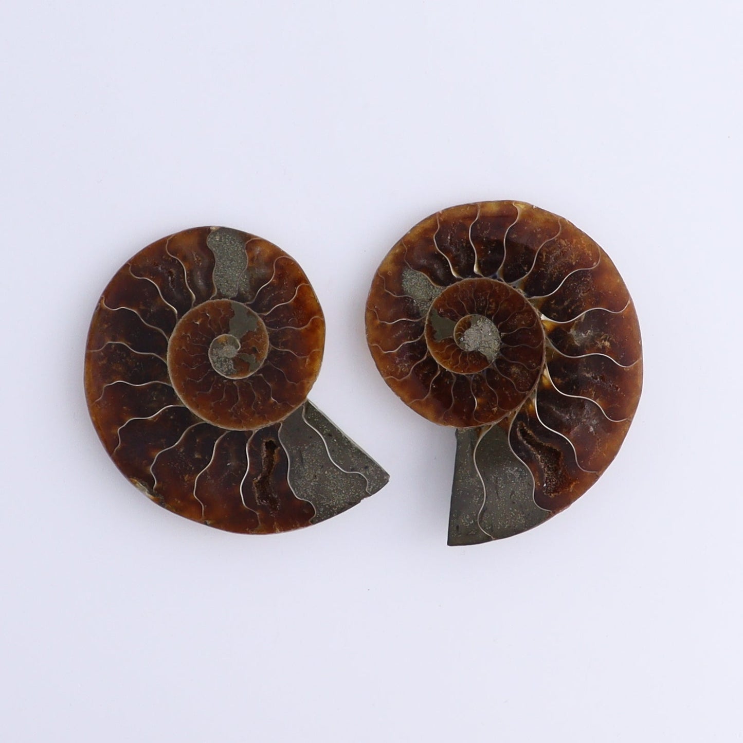 Ammonite Shells Set of 8 - Expert Wholesale and Supplier of Wholesale Crystals & Bulk Gemstones, ["Ammonite","Madagascar","shells"]