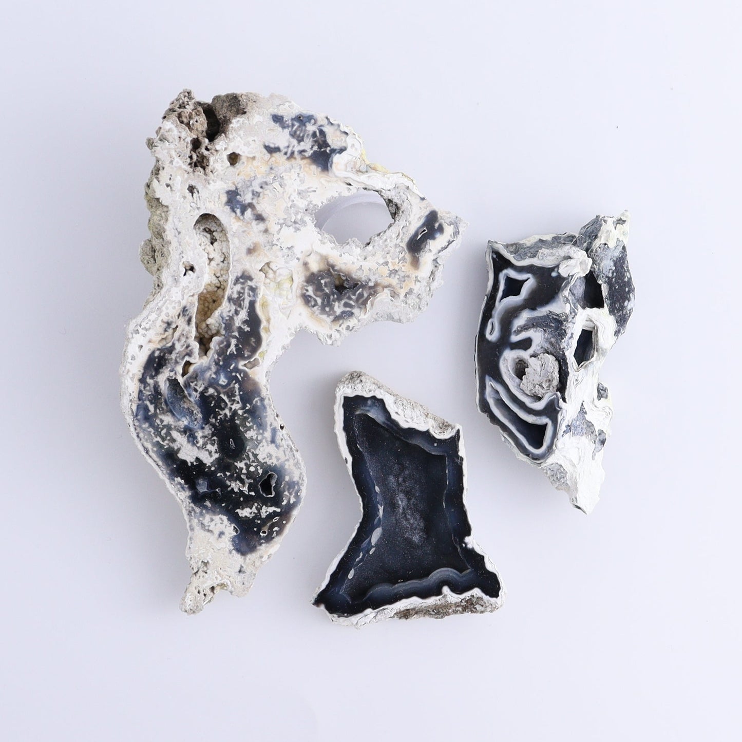 Agatized Coral Flat - Expert Wholesale and Supplier of Wholesale Crystals & Bulk Gemstones, ["Agate","Agatized Coral","Coral","United States"]
