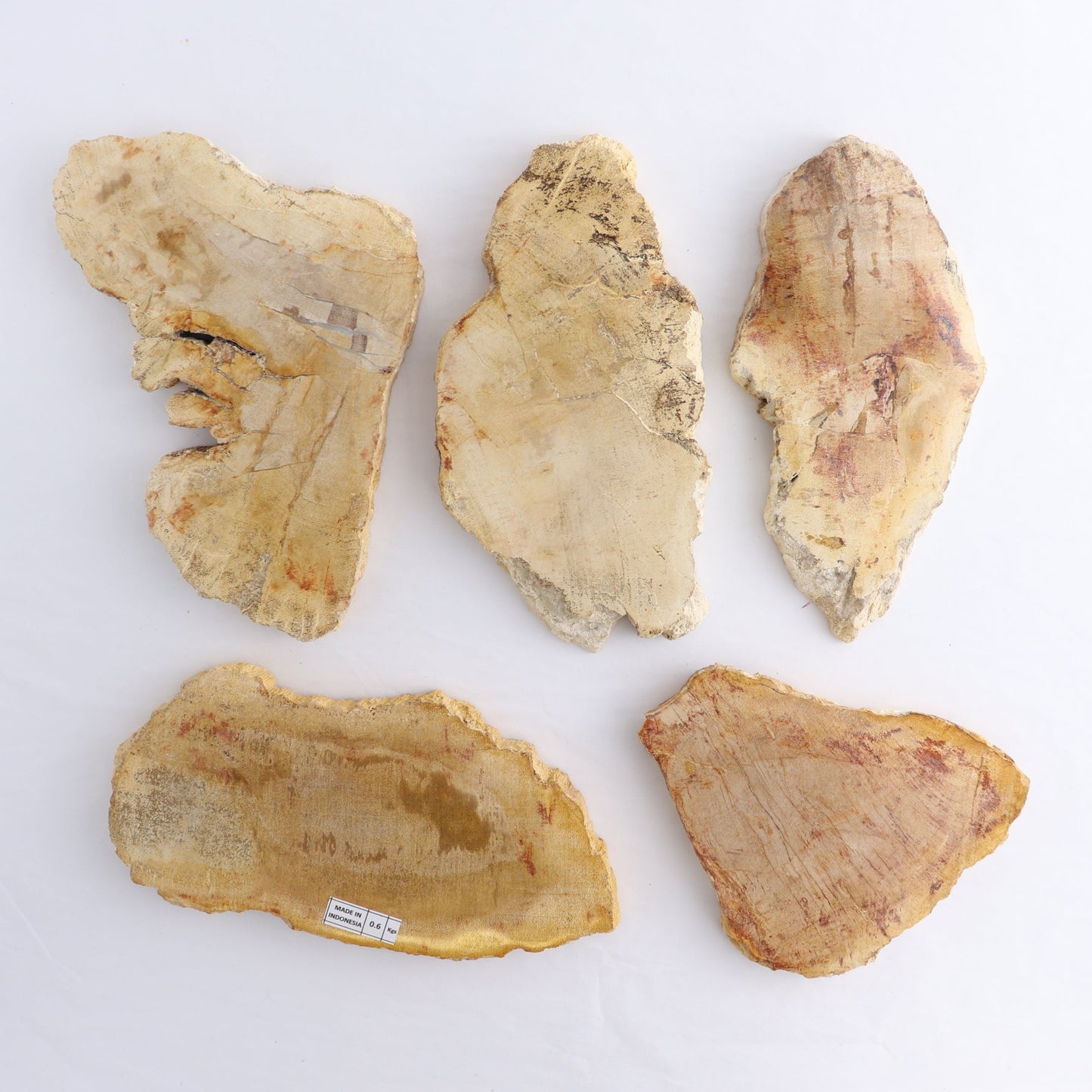 Petrified Wood Slices & Slabs Set of 5