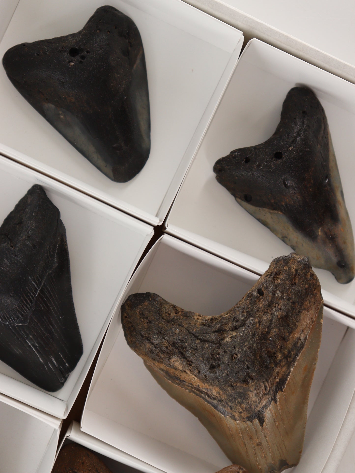 Megalodon Teeth Flat Set of 6