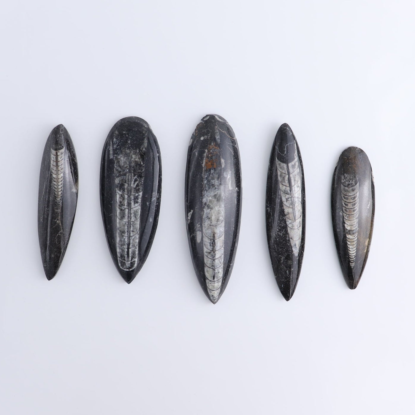 One Orthoceras Fossil