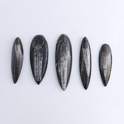 One Orthoceras Fossil