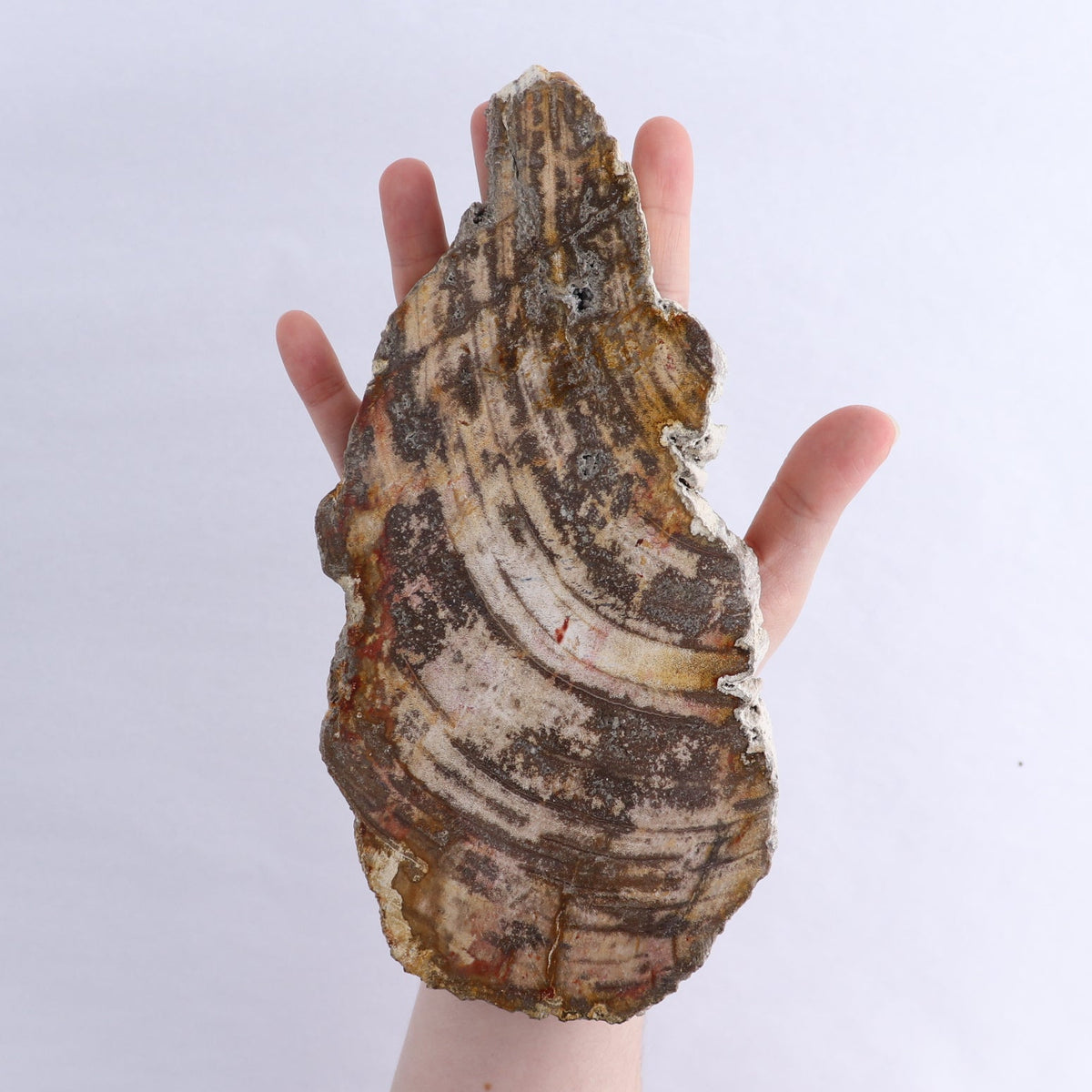Petrified Wood Slices & Slabs Set of 3