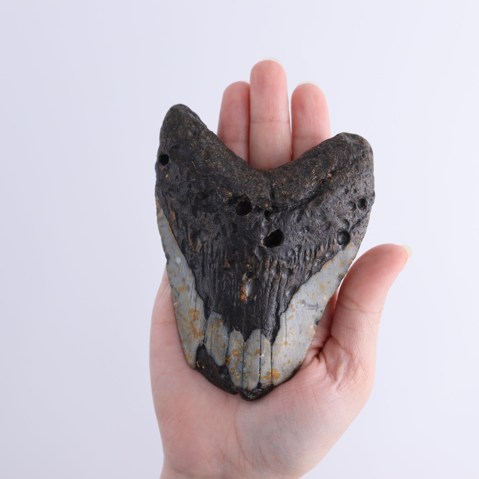 Megalodon Teeth Set of 3 - Expert Wholesale and Supplier of Wholesale Crystals & Bulk Gemstones, ["Megalodon Teeth","United States"]