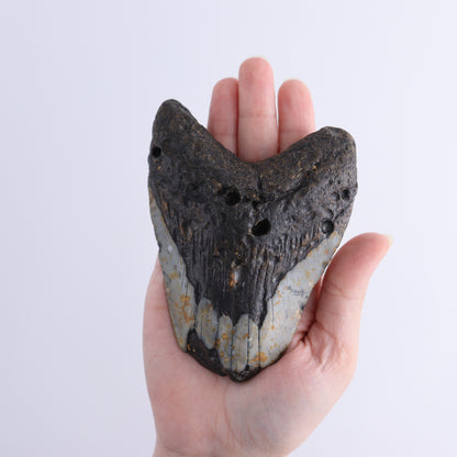 Megalodon Teeth Set of 3 - Expert Wholesale and Supplier of Wholesale Crystals & Bulk Gemstones, ["Megalodon Teeth","United States"]