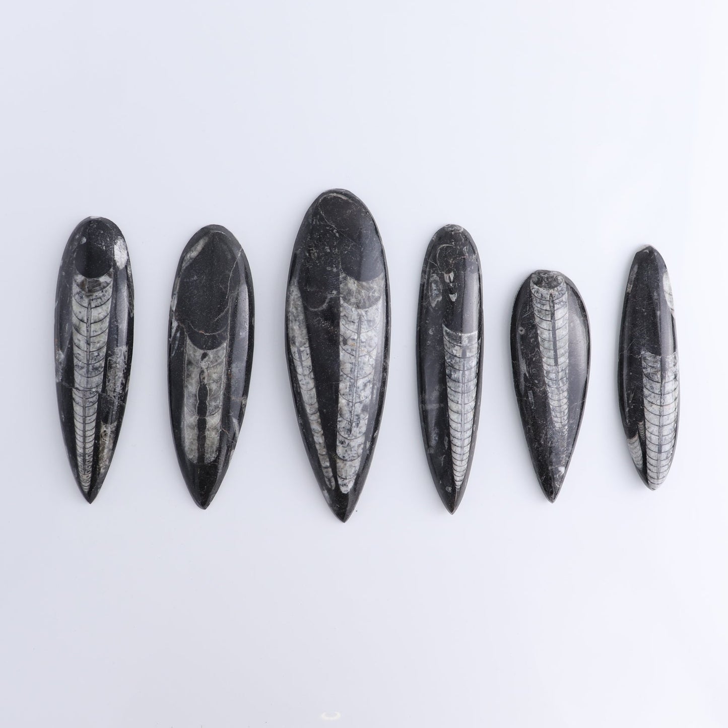 One Orthoceras Fossil